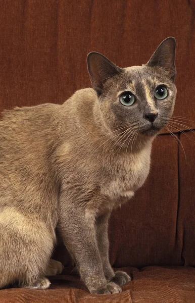 Tonkinese Doméstico Gato Sentado — Fotografia de Stock