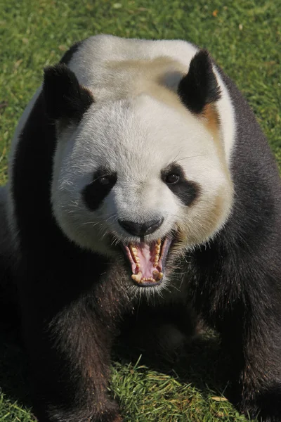 Panda Gigante Ailuropoda Melanoleuca Bostezo Adulto —  Fotos de Stock