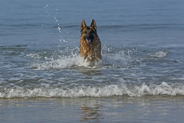 Deutscher Schäferhund Männchen Spielt Wellen Strand Der Normandie — Stockfoto