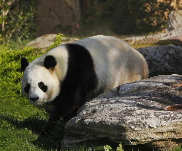 大熊猫 黑斑狼疮 — 图库照片
