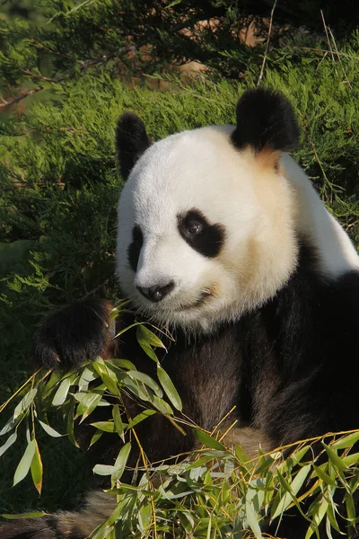 Panda Olbrzymia Ailuropoda Melanoleuca — Zdjęcie stockowe