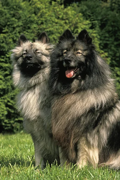 Wolf Spitz Volwassenen Zitten — Stockfoto