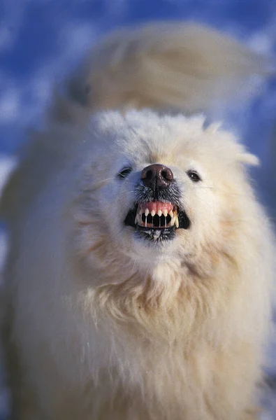 Samoyede Dog, Adult with Open Mouth