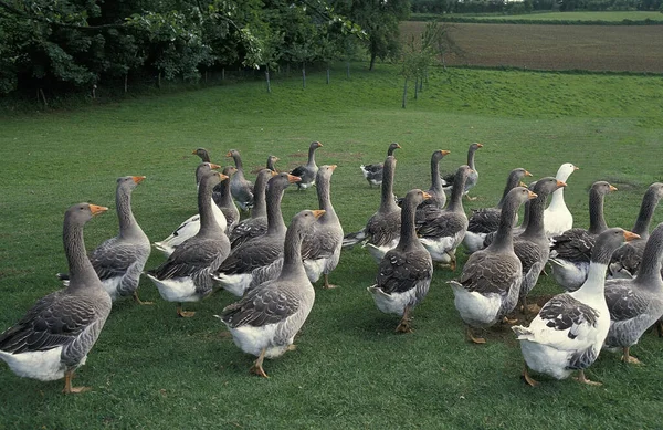 Toulouse Ganso Doméstico Raça Produzindo Pate Foie Gras França — Fotografia de Stock