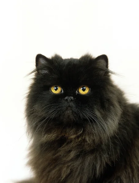 Gato Doméstico Persa Negro Contra Fondo Blanco — Foto de Stock