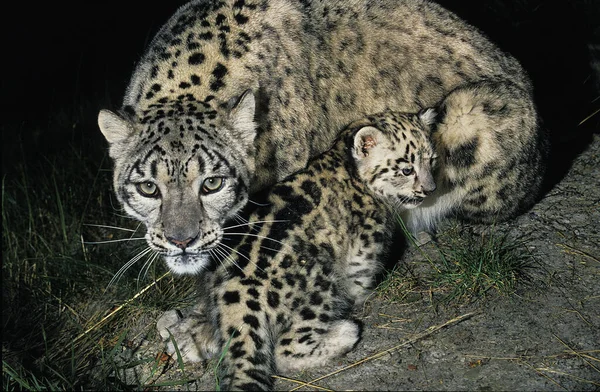 레퍼드 Snow Leopard Ounce 우시아 우시아 Uncia 어머니와 — 스톡 사진