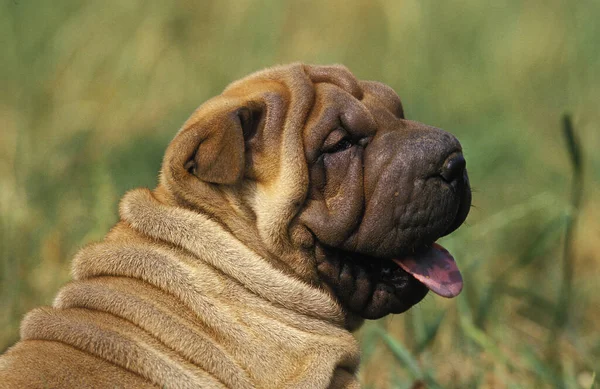 Shar Pei Dog Portrait Pup — Stock Photo, Image