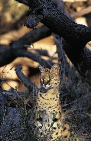 Serval Leptailurus Serval Natürlicher Hintergrund — Stockfoto