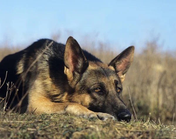 Alman Çoban Köpeği, Yetişkin Dinleniyor  