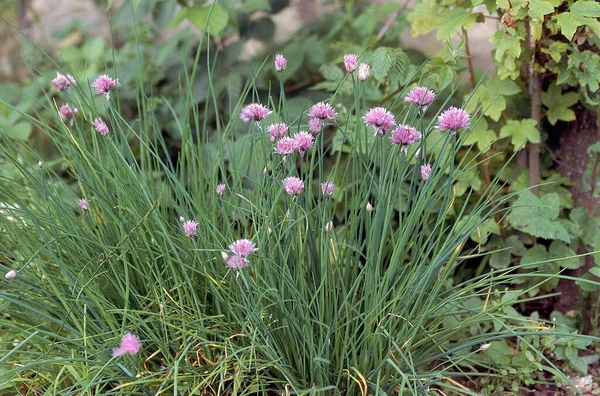 Cebolinha Flor Allium Schoenoprasum — Fotografia de Stock