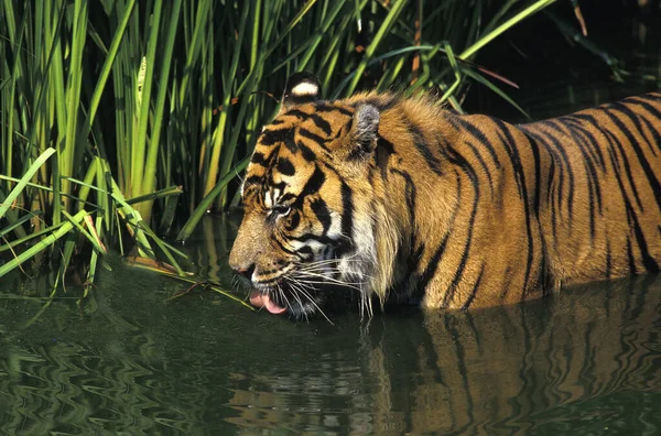 Sumatran Tiger Panthera Tigris Sumatrae Adult Drinking Water — Stock Photo, Image