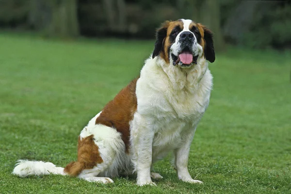 Aziz Bernard Kurtarma Köpeği — Stok fotoğraf