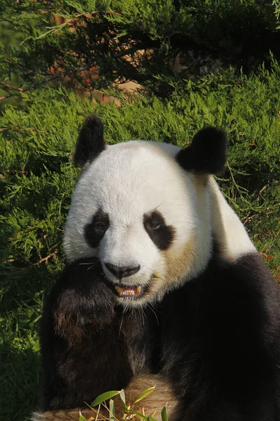 Giant Panda Ailuropoda Melanoleuca Portrait Adult — 图库照片