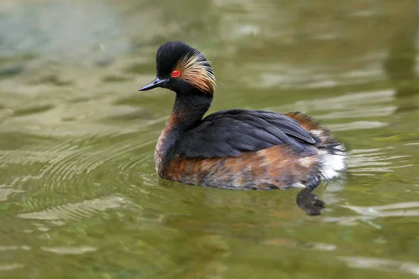 Grebe Czarnoszyi Podiceps Nigricollis Basen Dla Dorosłych Nad Stawem Pireneje — Zdjęcie stockowe