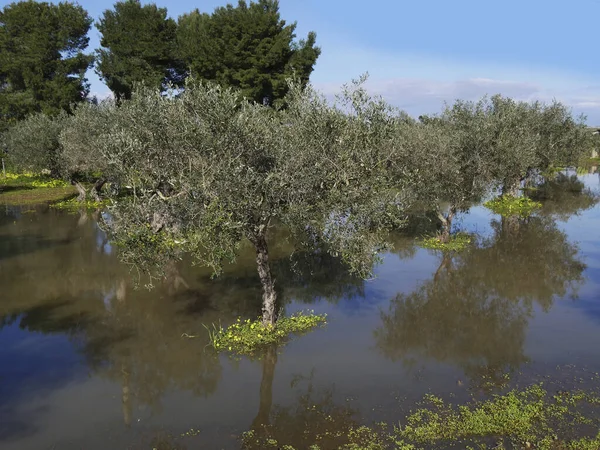 Plantación Olivos Inundados Sicilia Italia — Foto de Stock