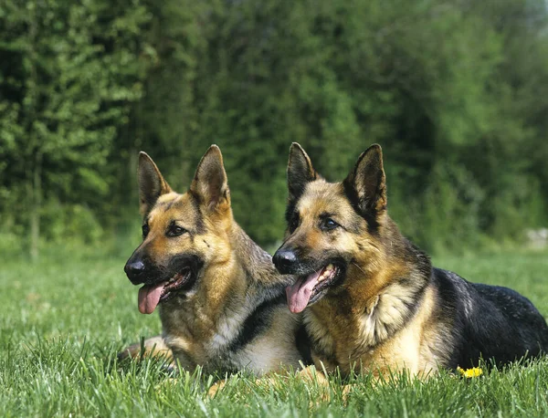 Deutscher Schäferhund Erwachsene Auf Gras Liegend — Stockfoto