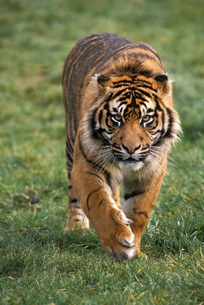 Sumatran Tiger Panthera Tigris Sumatrae Αρσενικό Περπάτημα — Φωτογραφία Αρχείου