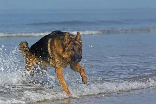 Deutscher Schäferhund Männchen Spielt Wellen Strand Der Normandie — Stockfoto