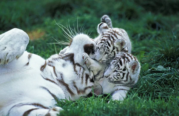 Tigre Blanco Pantera Tigris Madre Cachorro —  Fotos de Stock