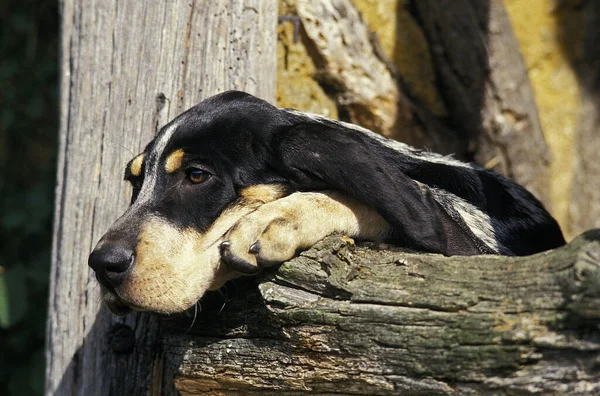 Großer Blauer Gaskongo Hund — Stockfoto