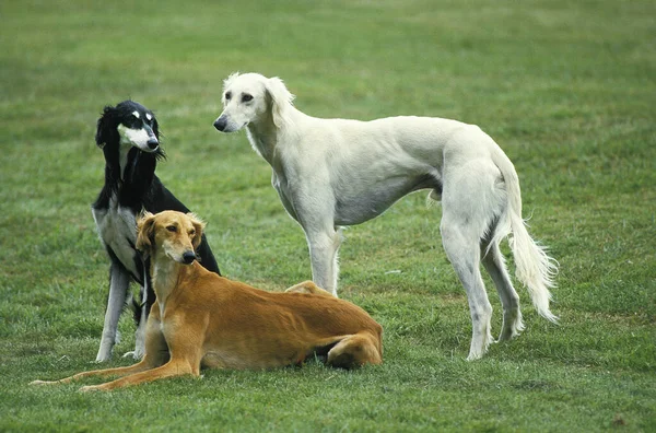 Çimlerin üzerinde duran Saluki Köpeği  