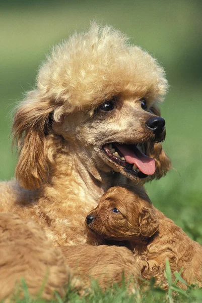 Poodle Padrão Damasco Mãe Filhote Cachorro Grama — Fotografia de Stock