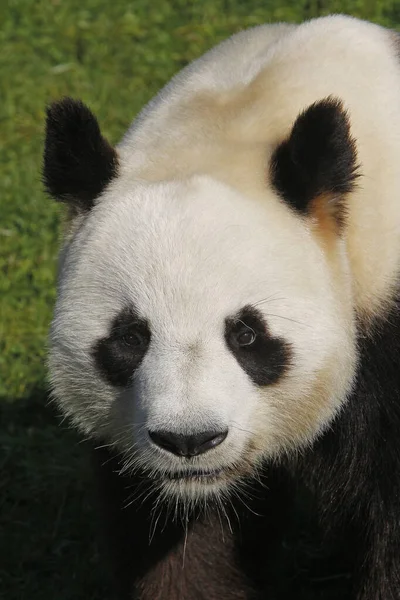 Panda Gigante Ailuropoda Melanoleuca Ritratto Adulto — Foto Stock