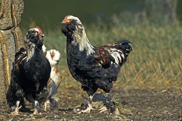 Faverolle Domestic Chicken French Breed — Stock Photo, Image