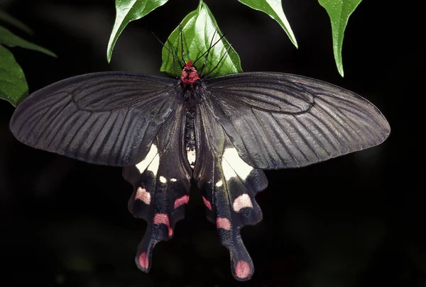 Butterfly Standing Leaf — Φωτογραφία Αρχείου