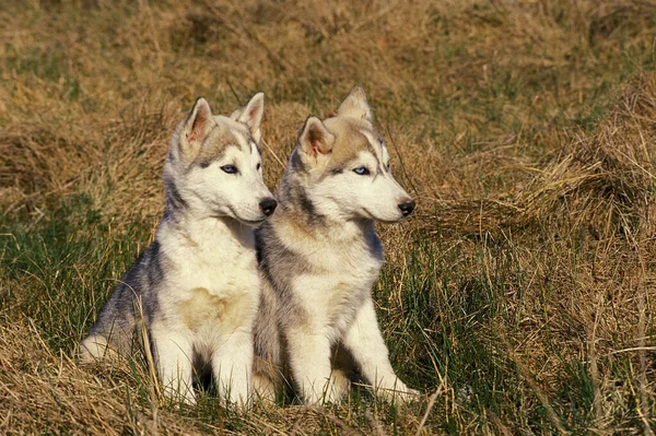 Husky Siberiano Cachorros Sentados Hierba —  Fotos de Stock