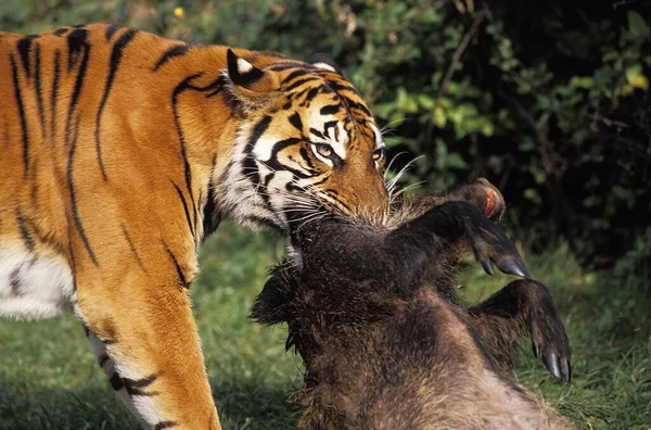 Sumatra Tiger Panthera Tigris Sumatra Erwachsener Mit Tötung Ein Wildschwein — Stockfoto
