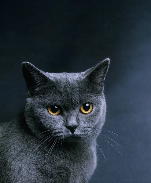 Chartreux Εγχώρια Γάτα Πορτρέτο Του Ενηλίκων — Φωτογραφία Αρχείου