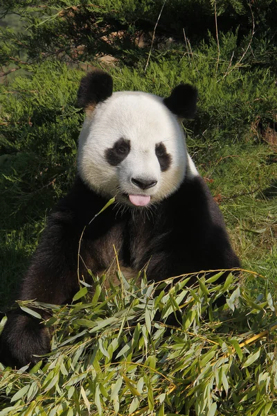 Giant Panda Ailuropoda Melanoleuca Dospělý Jazykem Ven — Stock fotografie