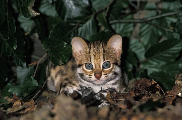 Gato Leopardo Prionailurus Bengalensis Postura Filhote — Fotografia de Stock