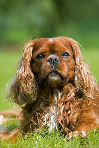 Cavaleiro Rei Charles Spaniel Cão Macho Gramado — Fotografia de Stock