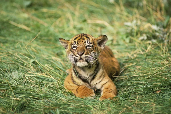Суматранский Тигр Пантера Суматра Куб — стоковое фото