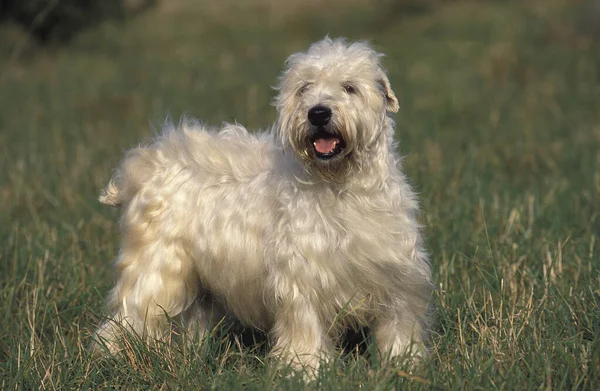 Suave Recubrimiento Wheaten Terrier Adulto Pie Sobre Hierba —  Fotos de Stock