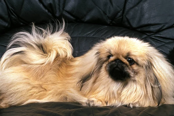 Pekinese Perro Puesta Sofá —  Fotos de Stock