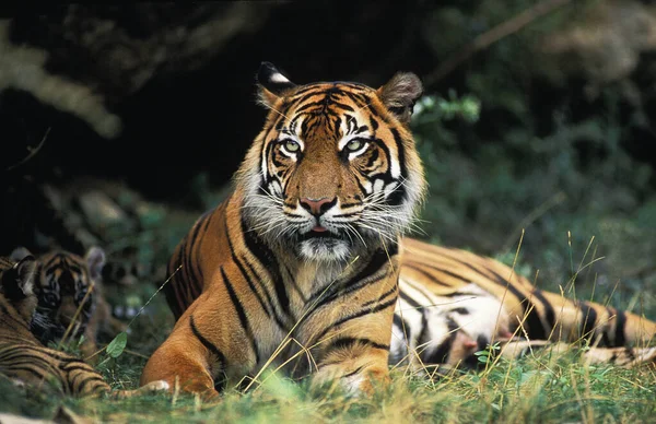 Sumatran Tiger Panthera Tigris Sumatrae Mor Och Unge — Stockfoto