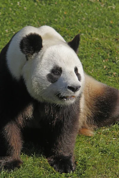 Panda Gigante Ailuropoda Melanoleuca Adulto Sentado — Fotografia de Stock