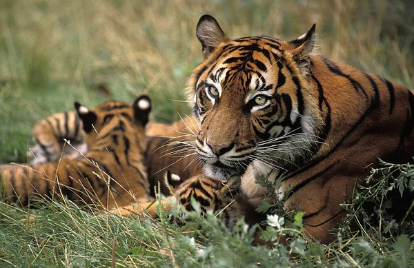 Sumatra Tigre Panthera Tigris Sumatrae Mãe Filhote — Fotografia de Stock