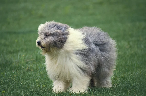Bobtail Dog Vagy Old English Sheepdog Fűre Álló Felnőtt — Stock Fotó