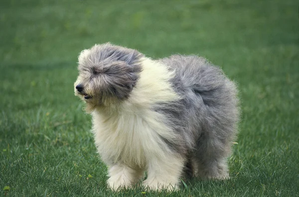 Bobtail Dog or Old English Sheepdog, Adult standing on Grass