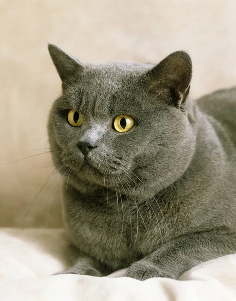 Blue British Shorthair国内猫 大人の肖像 — ストック写真