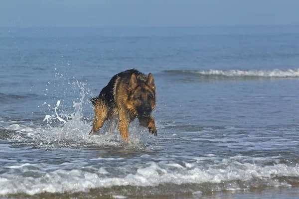 Deutscher Schäferhund Männchen Spielt Wellen Strand Der Normandie — Stockfoto