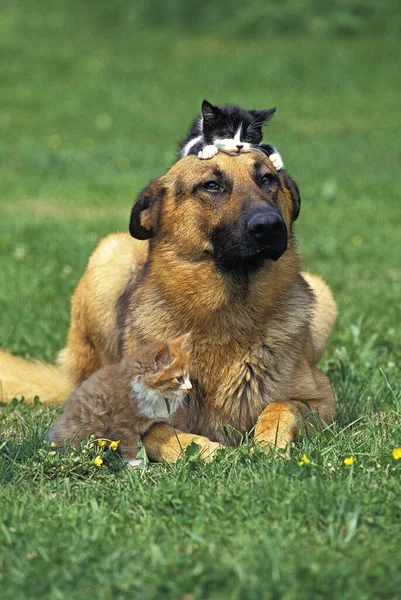 Alman Çoban Köpeği, Kedili Yetişkin  