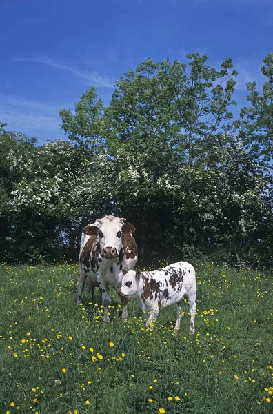 Vaca Normandía Bovino Doméstico Madre Ternero Normandía —  Fotos de Stock