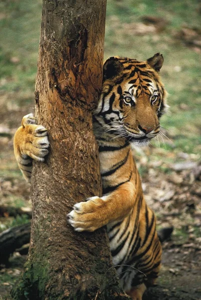 Sumatra Kaplanı Panthera Tigris Sumatrae Ağaç Gövdesini Tırmalayan Yetişkin — Stok fotoğraf