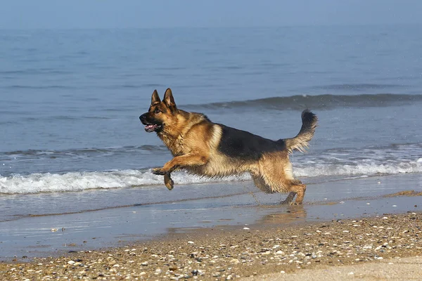 Német Juhász Férfi Fut Beach Normandiában — Stock Fotó