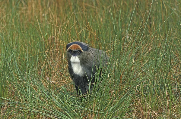 Μαϊμού Του Brazza Cercopithecus Memberectus — Φωτογραφία Αρχείου